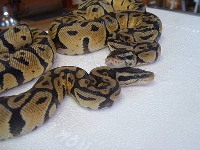 pastel