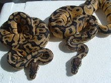 pastel
