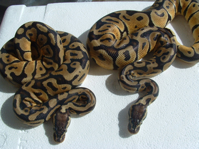 pastel