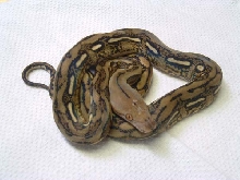 Tiger Reticulated