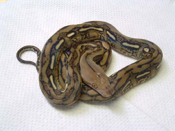 Tiger Reticulated