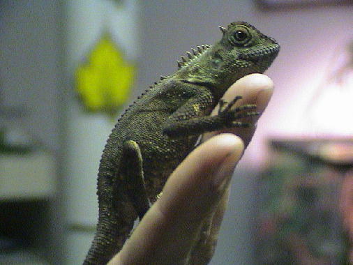 Nibbler close up