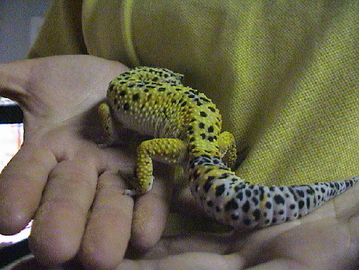 Rayden