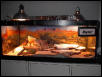 Igor's tank