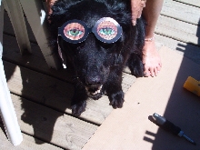 Kiarra, my almost six year old, border collie x lab