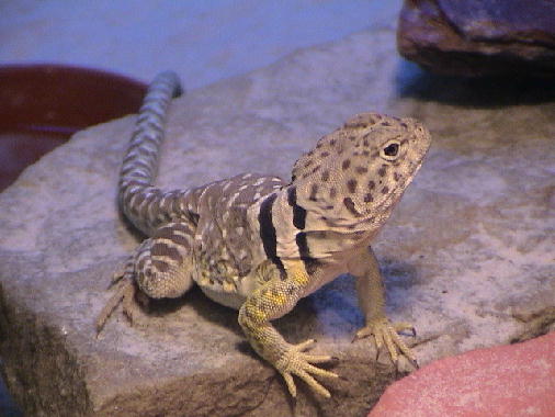 Stryker