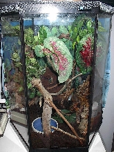 My satanic leaftail geckos tank