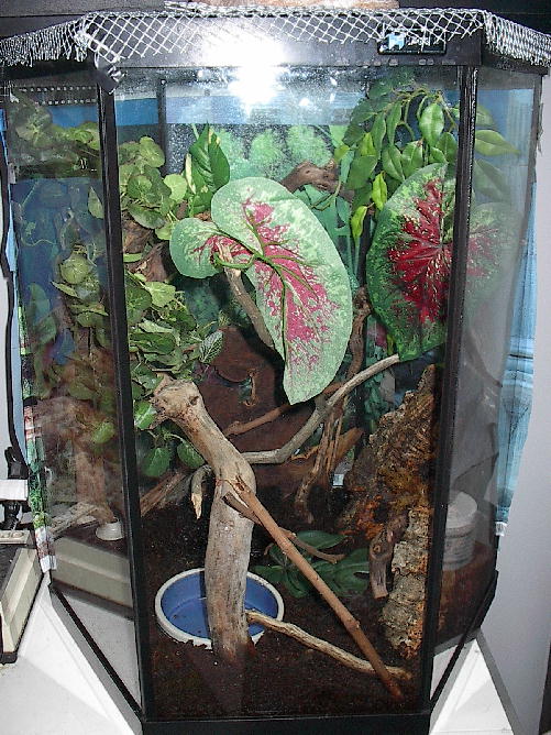 My satanic leaftail geckos tank