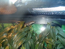anole