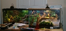 aussie water dragon tank
