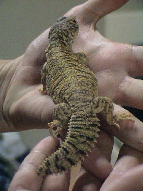 Look at that tail(Igor)