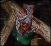 Female phantasticus