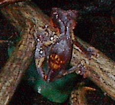 Female phantasticus