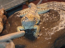 Stryker