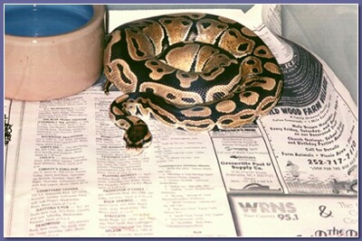 1.0 het for albino