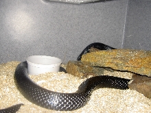 Black Milk looking for food