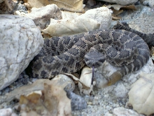 Another Beverly Hills Pacific Rattlesnake