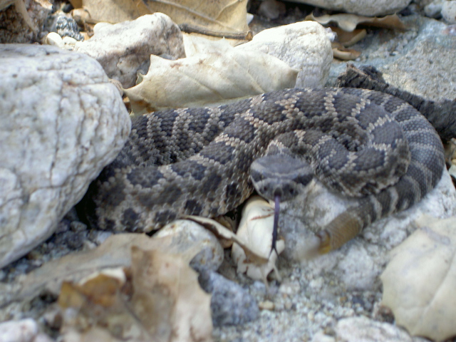 Another Beverly Hills Pacific Rattlesnake