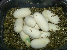 Black Milk Eggs