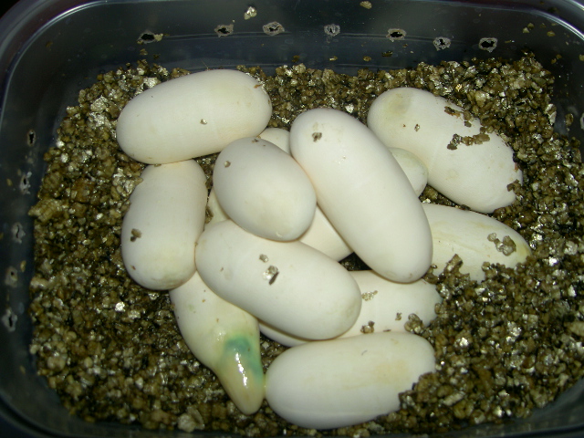 Black Milk Eggs