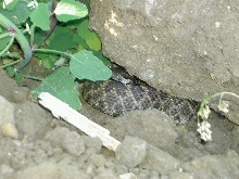 Beverly Hills Rattlesnake