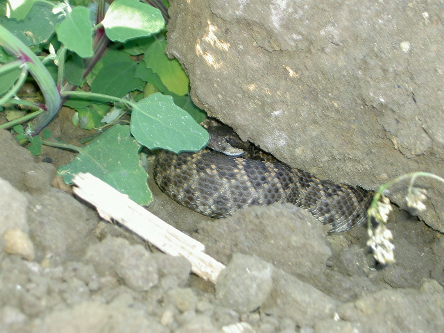 Beverly Hills Rattlesnake