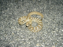 Early season Baby Mojave Green Rattlesnake