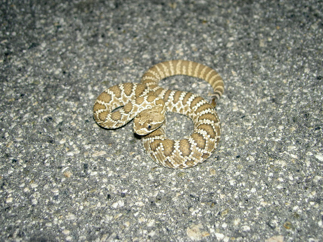 Early season Baby Mojave Green Rattlesnake