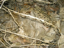 A big ol toad