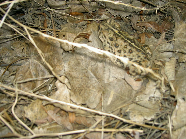A big ol toad
