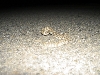 Face off with Mojave Green Baby