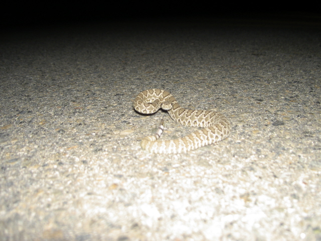 Face off with Mojave Green Baby