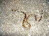 Baby Pacific Gophersnake