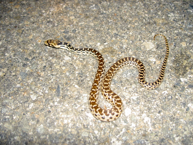 Baby Pacific Gophersnake