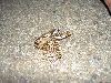 Another Baby Gophersnake
