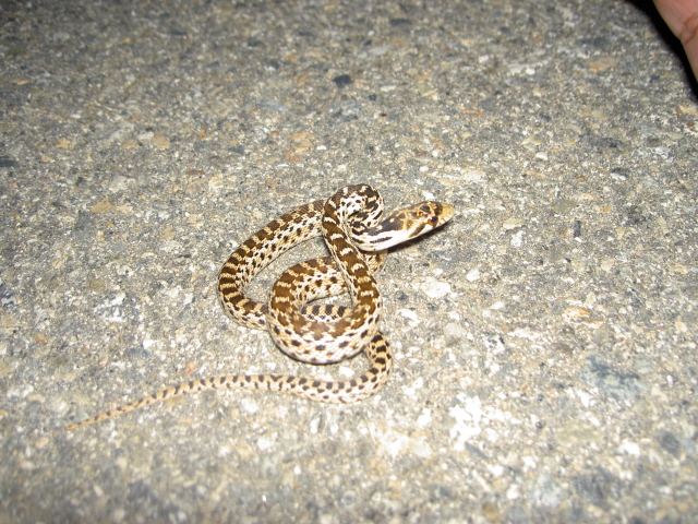 Another Baby Gophersnake