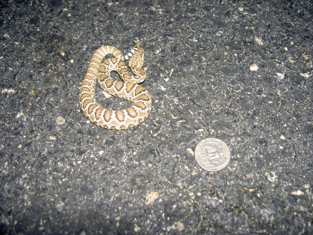 A baby Mojave Green next to a quarter!