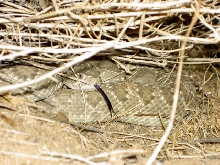Mojave in Brush