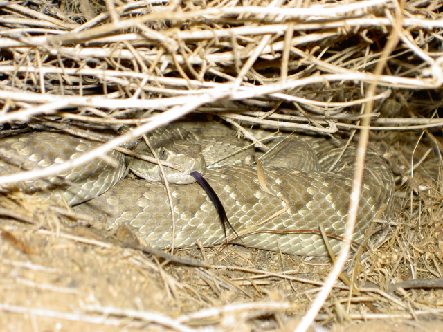 Mojave in Brush