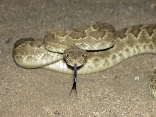 Mojave Green Rattlesnake 001