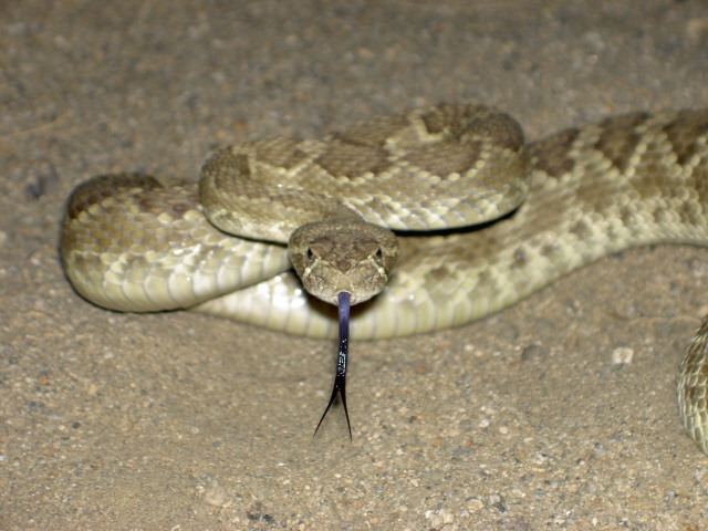 Mojave Green Rattlesnake 001
