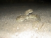 Blue Tongue Mojave Green