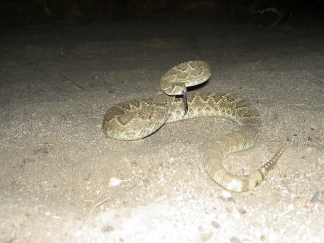 Blue Tongue Mojave Green