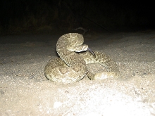 heres another snake!