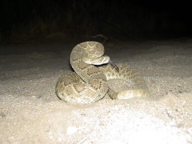 heres another snake!