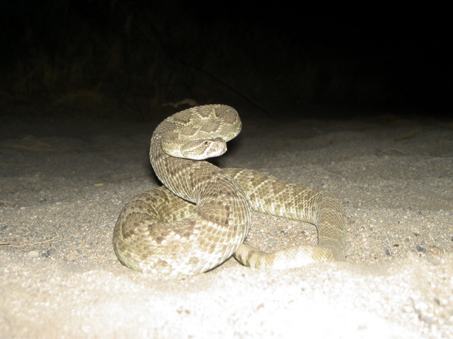 An Adult Mojave Green Rattlesnake