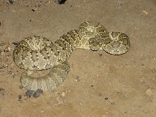 Young Mojave Green Rattlesnake