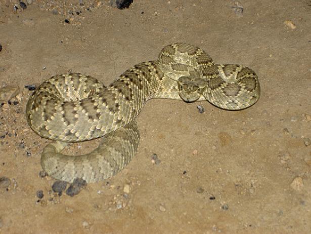 Young Mojave Green Rattlesnake