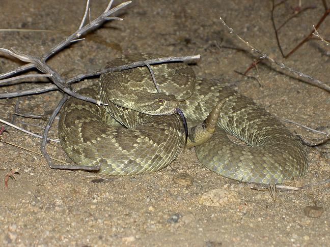 Another Mojave Green