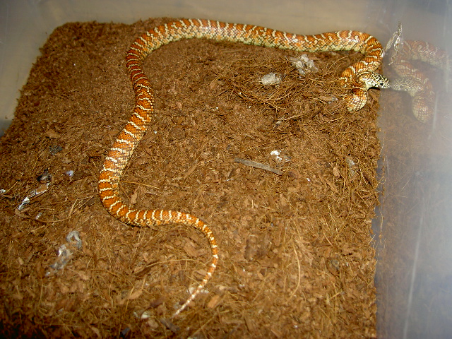 Hypo Brooks